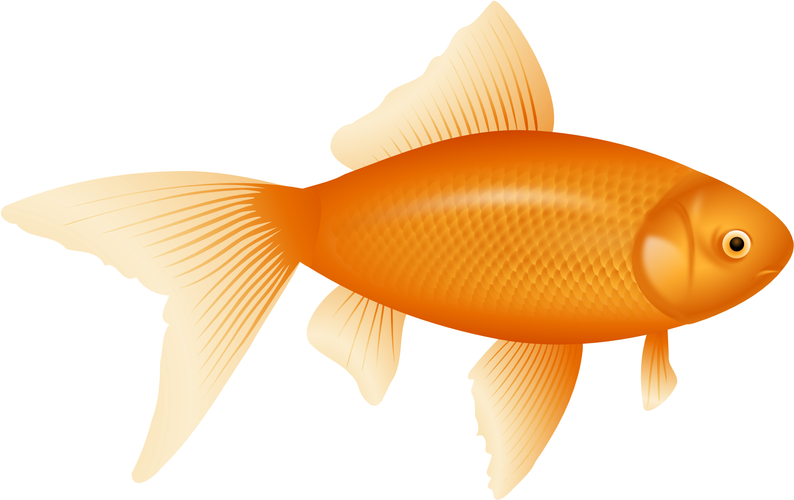 28 Collection Of Golden Fish Clipart - Fish Png Transparent Png (800x531), Png Download