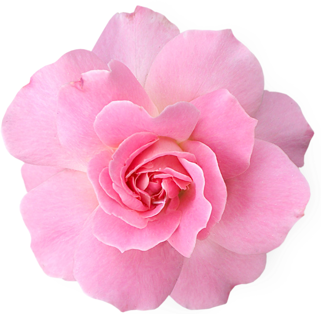 Pink Flowers Png Pic - Transparent Flower Pink Clipart (1109x1083), Png Download