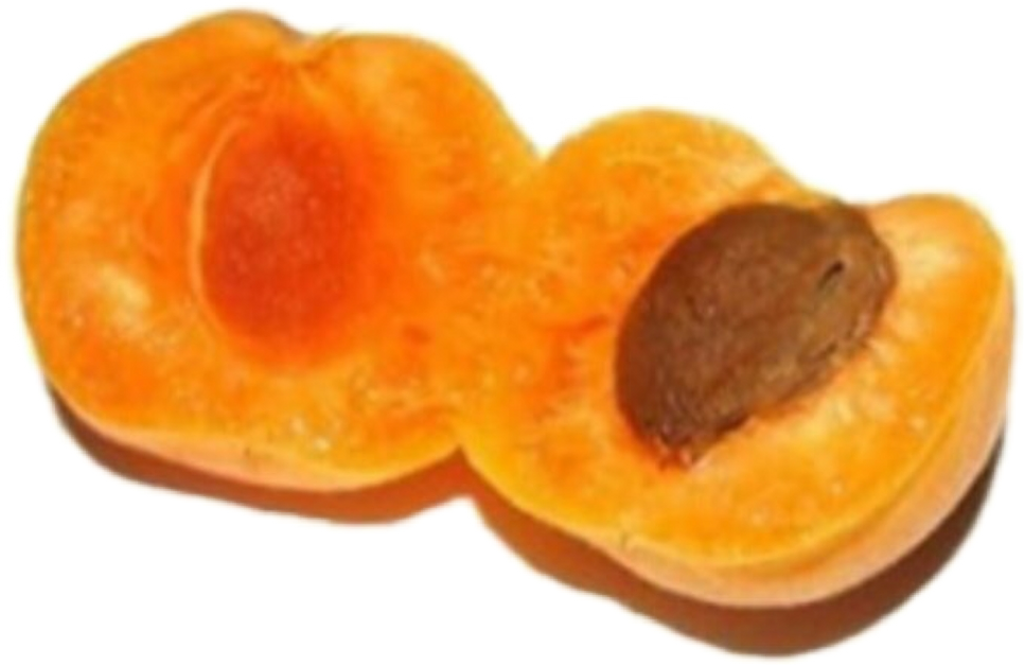 Download Fruit Sticker Apricot Meaning In Tamil Clipart Png Download