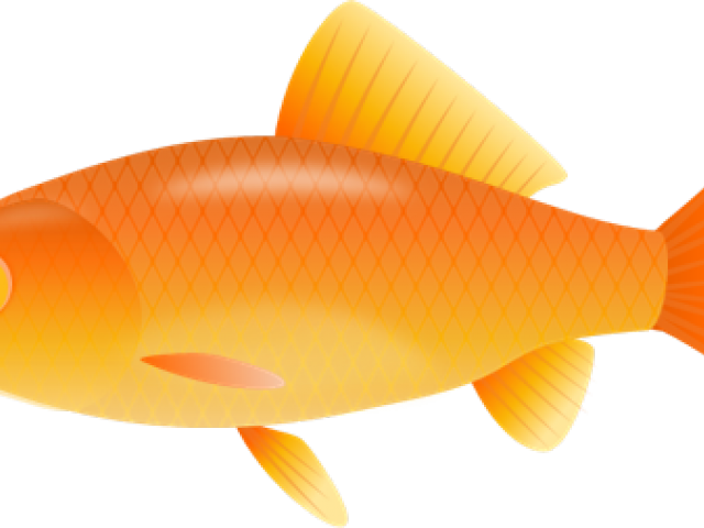 Fish Clip Art No Background - Png Download (640x480), Png Download