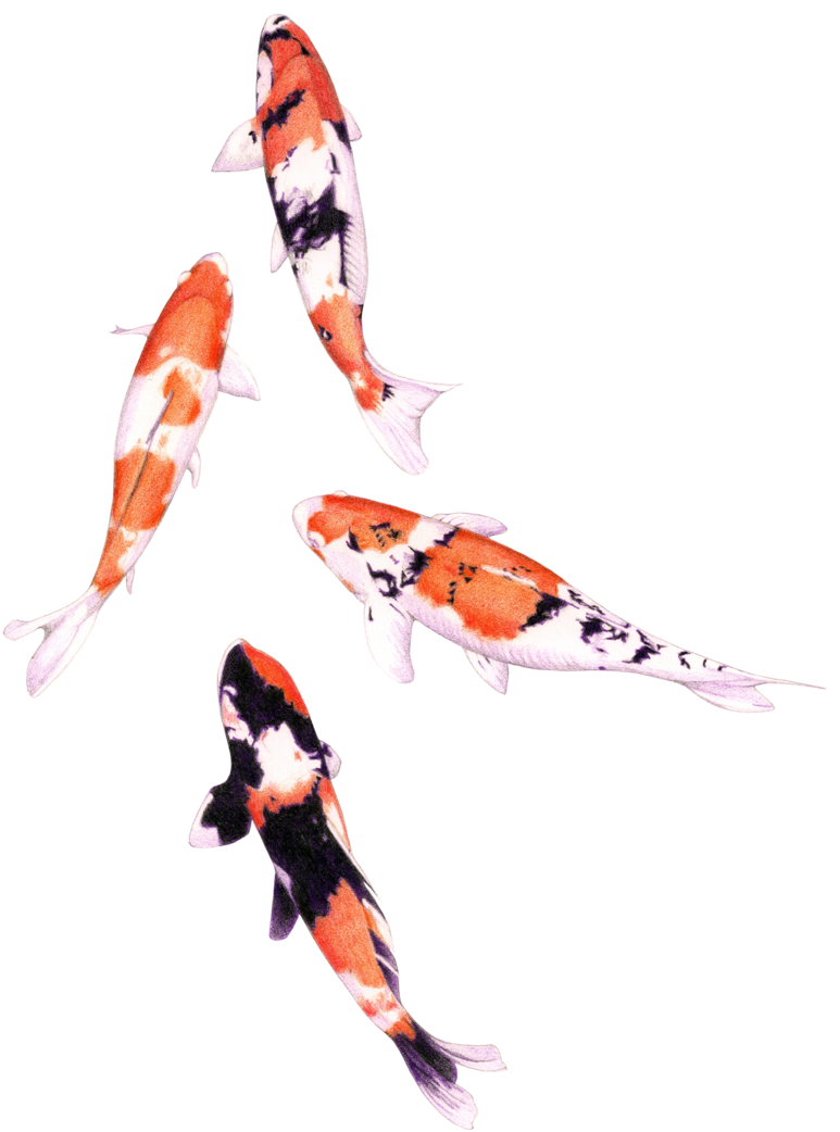 800 X 1068 10 - Koi Fish Clipart Watercolor - Png Download (800x1068), Png Download