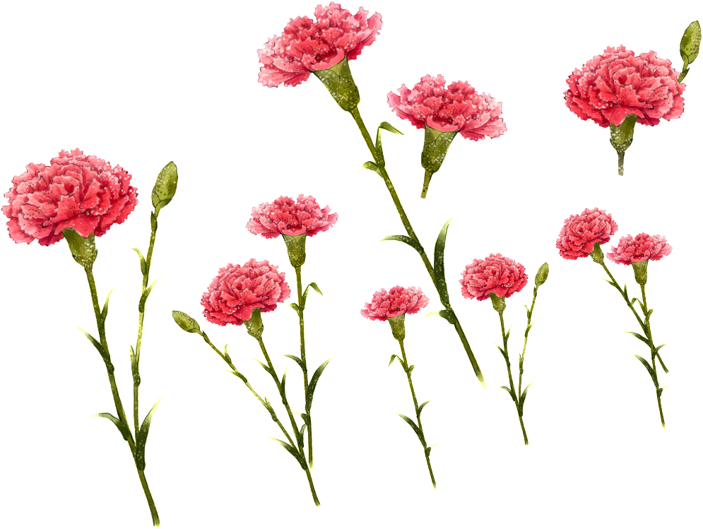 Hand Painted Pink Flowers Transparent Decorative - Carnation Flowers Illustration Png Clipart (1024x799), Png Download