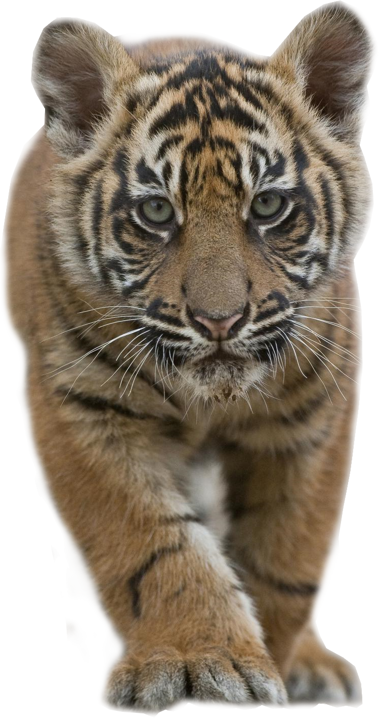 Tiger Cub Clipart (749x1419), Png Download