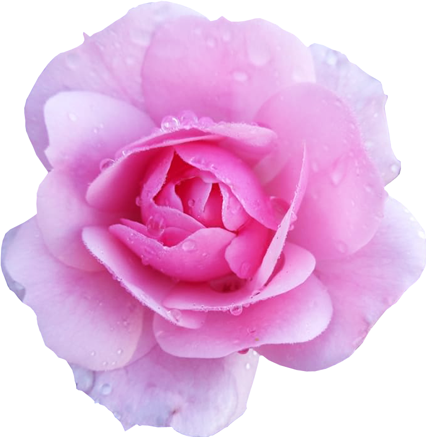 Pink Flower Transpa Background - Flower With No Background Clipart (624x653), Png Download