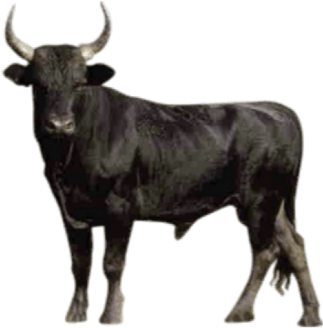 Bull Png Transparent Images - Bull Png Clipart (640x480), Png Download