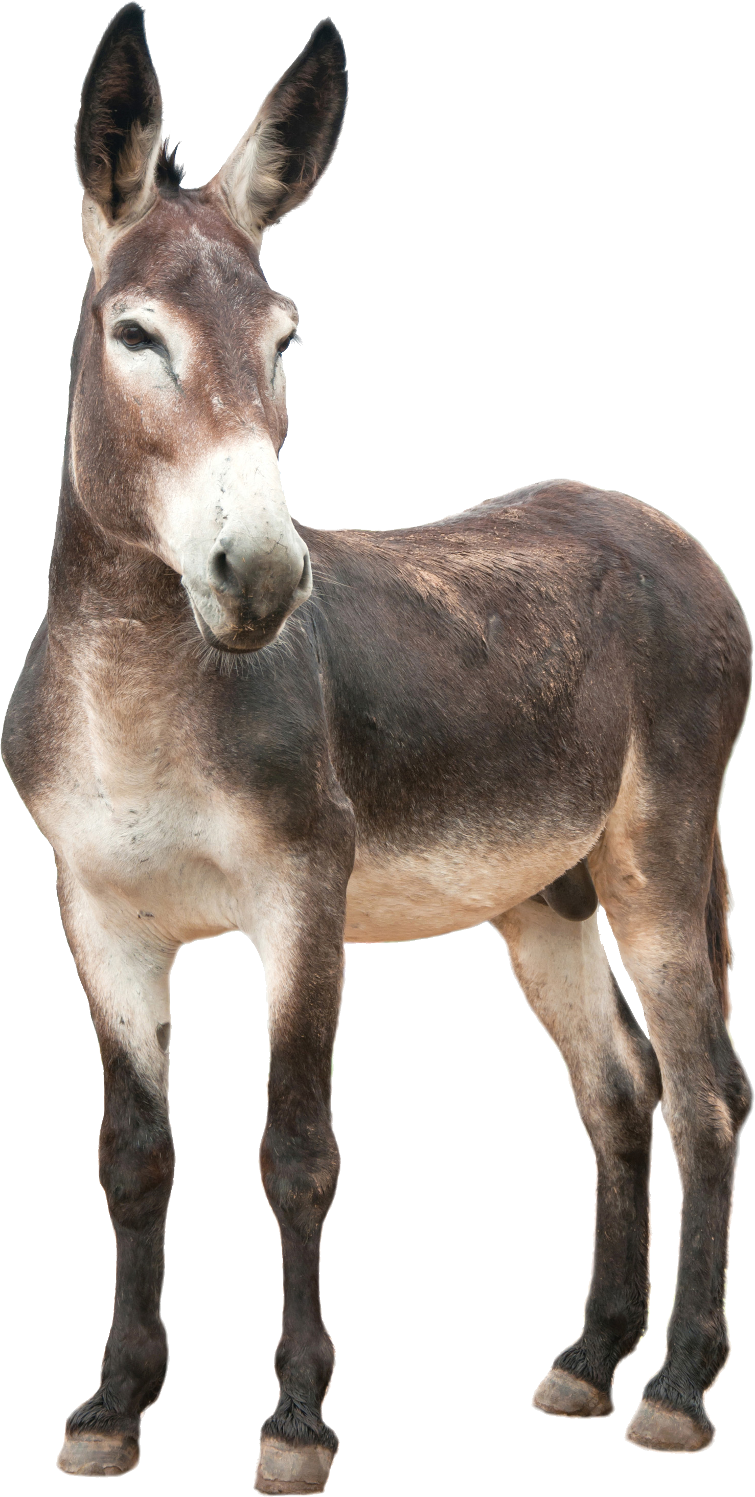 Donkey, Ass Png - Donkey Png Clipart (1477x2928), Png Download