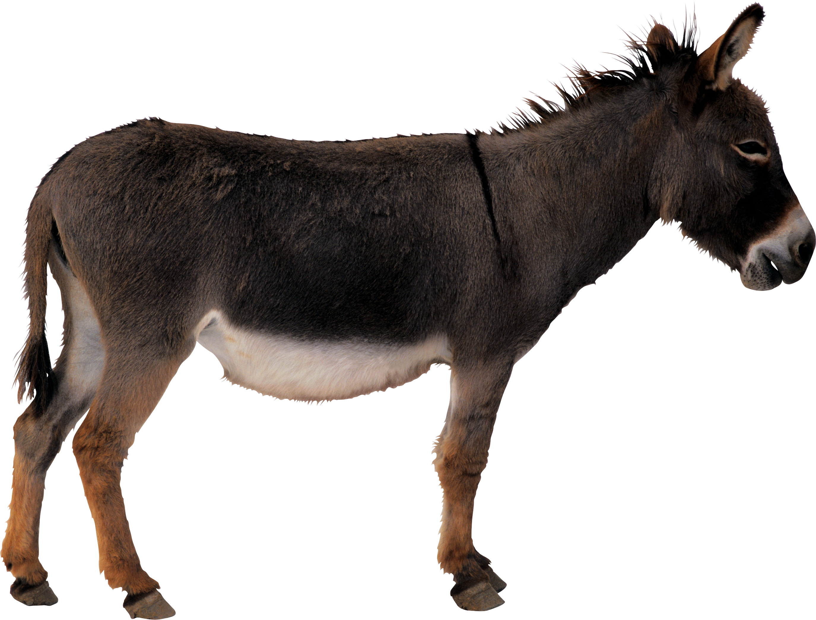 Donkey Png Clipart (2750x2089), Png Download