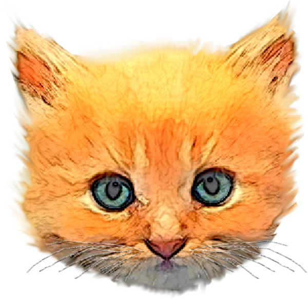 Kitten Head Png Clipart (600x583), Png Download