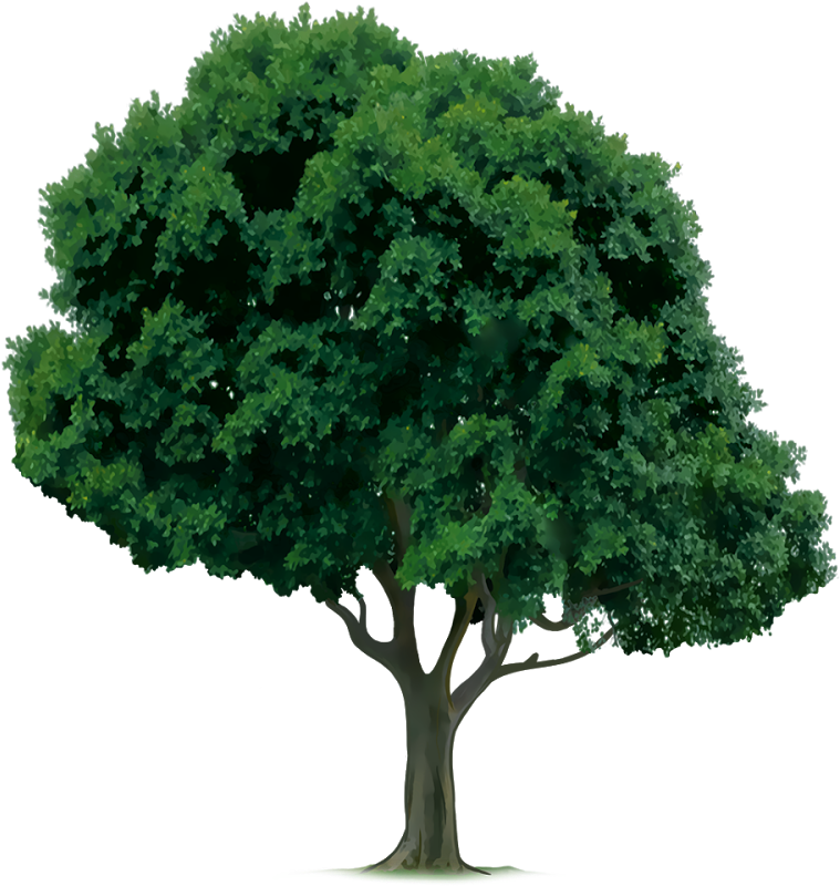 Crop Tree Png - Drawings Of Trees Clipart (1600x1000), Png Download