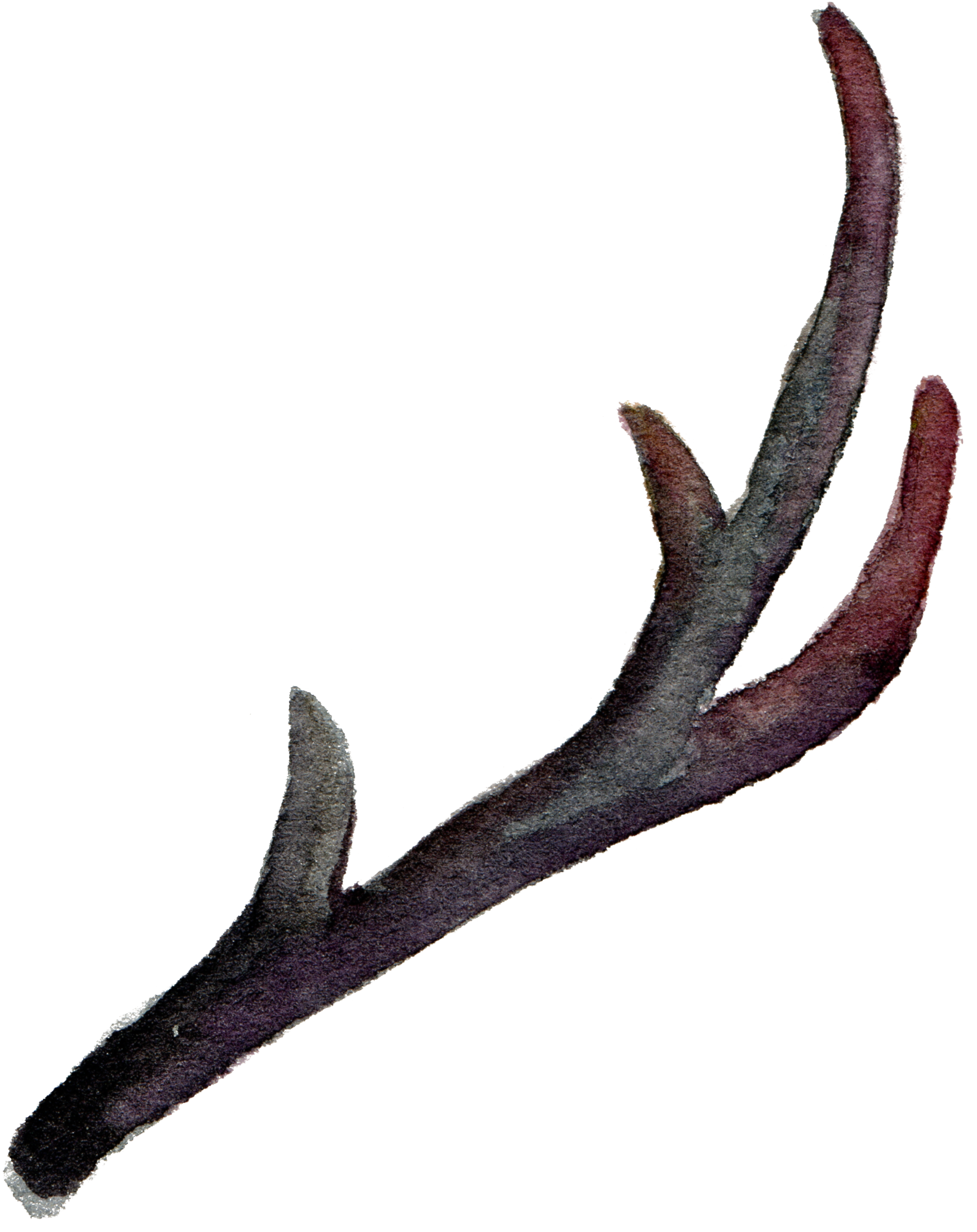 Antler Watercolor Painting Leaves - Horn Transparent Clipart (2095x2600), Png Download