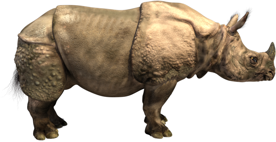 Horns Png Indian - Painting Of One Horned Rhino Clipart (1280x720), Png Download