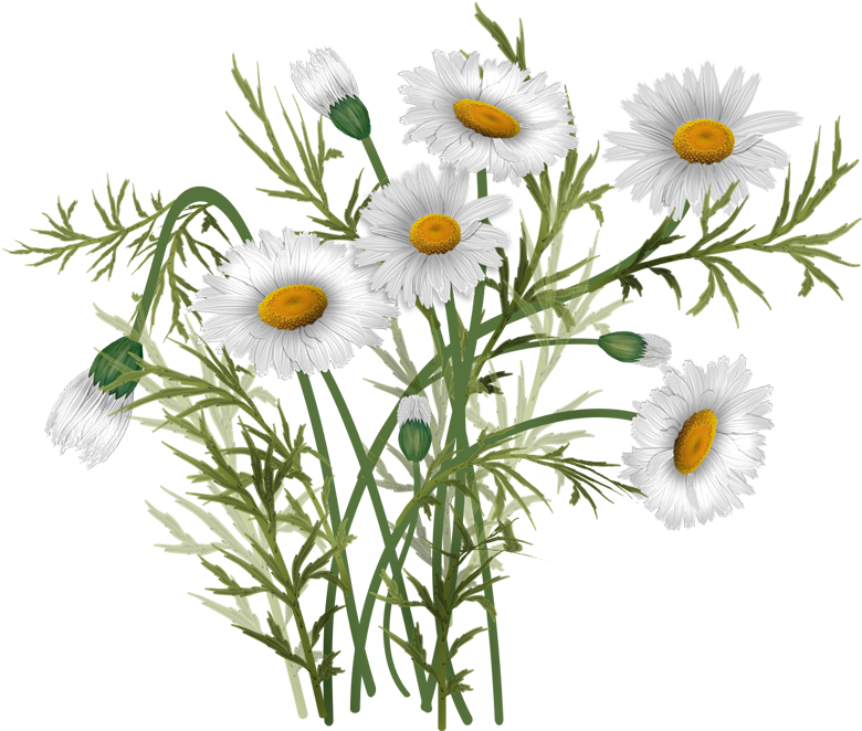 Vector Bouquet Daisies - Oxeye Daisy Clipart (831x691), Png Download