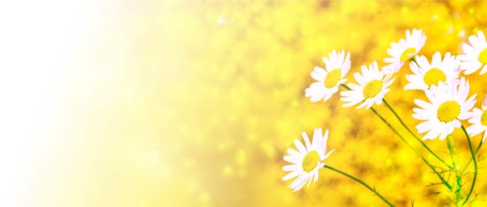 Banner-daisies Clipart (1000x426), Png Download