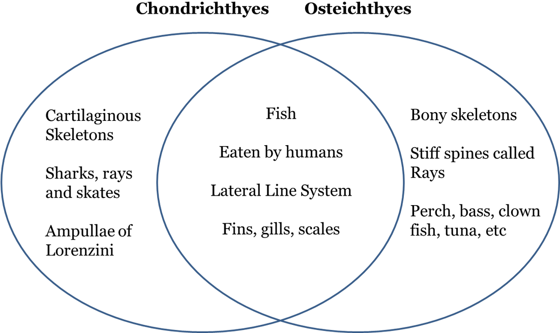 Venn Diagram Of Chondrichthyes And Osteichthyes , Png - Venn Diagram Of Chondrichthyes And Osteichthyes Clipart (1101x656), Png Download