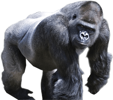Download By Size - Gorilla Png Clipart (445x355), Png Download