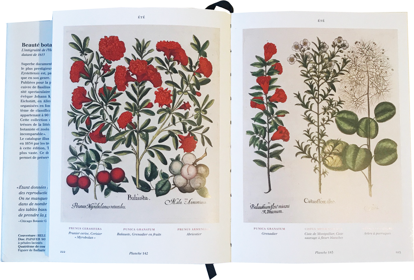 Rosa Glauca Clipart (1512x1119), Png Download