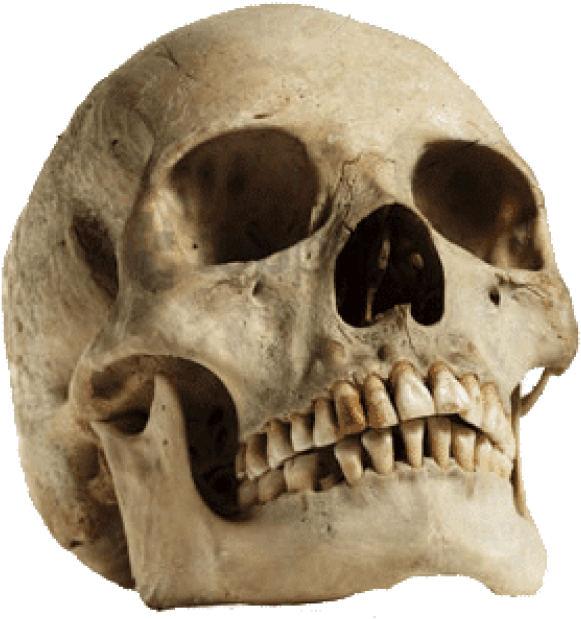 Free Png Download Human Skull Looking Up Png Images - Sagittal Crest On Human Skull Clipart (850x752), Png Download