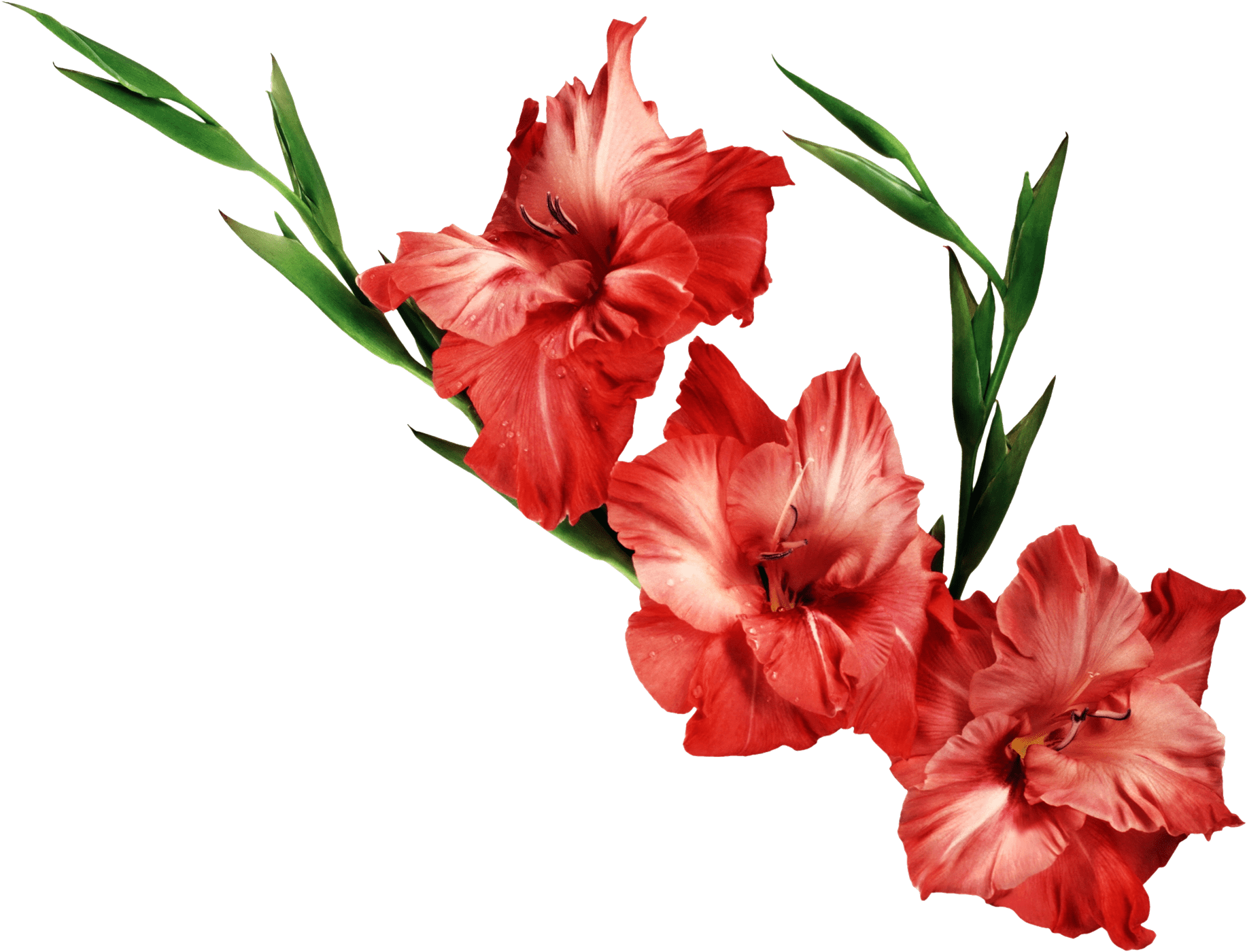 Gladiolus Png Clipart Png Mart - Gladiolus Transparent Background (1834x1400), Png Download