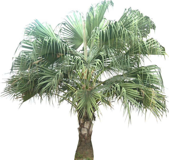Tropical Plant Pictures - Livistona Chinensis Png Format Clipart (711x672), Png Download