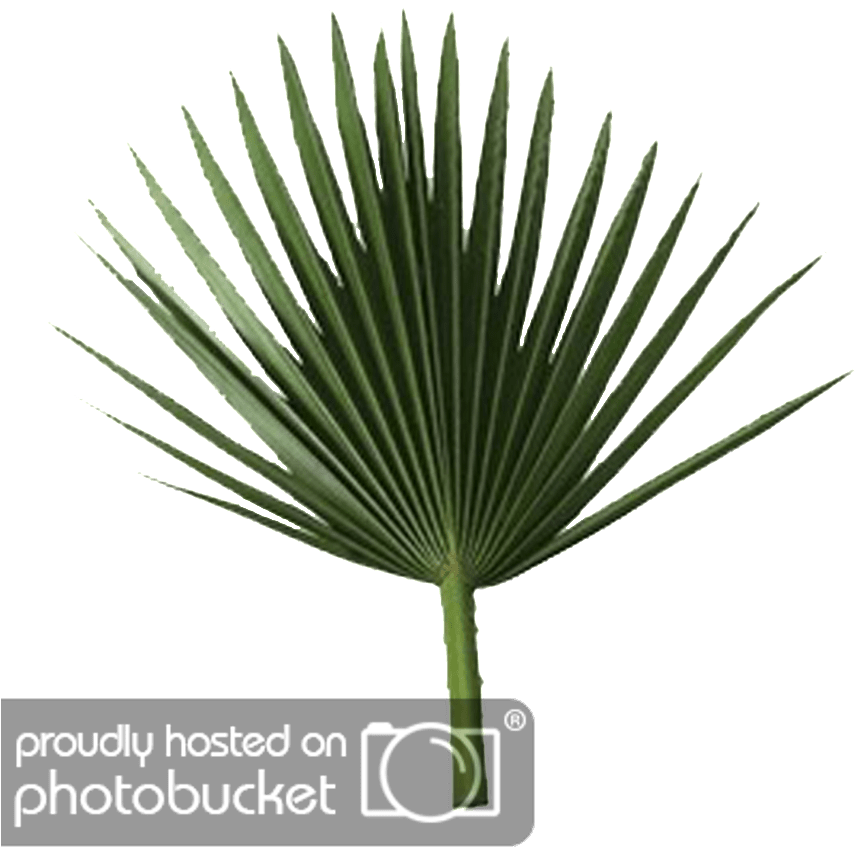 Palm Tree Leaves Png - Sabal Palm Leaf Clipart (1024x1024), Png Download