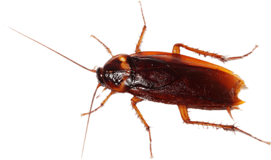 Cockroach - Cockroach Transparent Background Clipart (892x571), Png Download