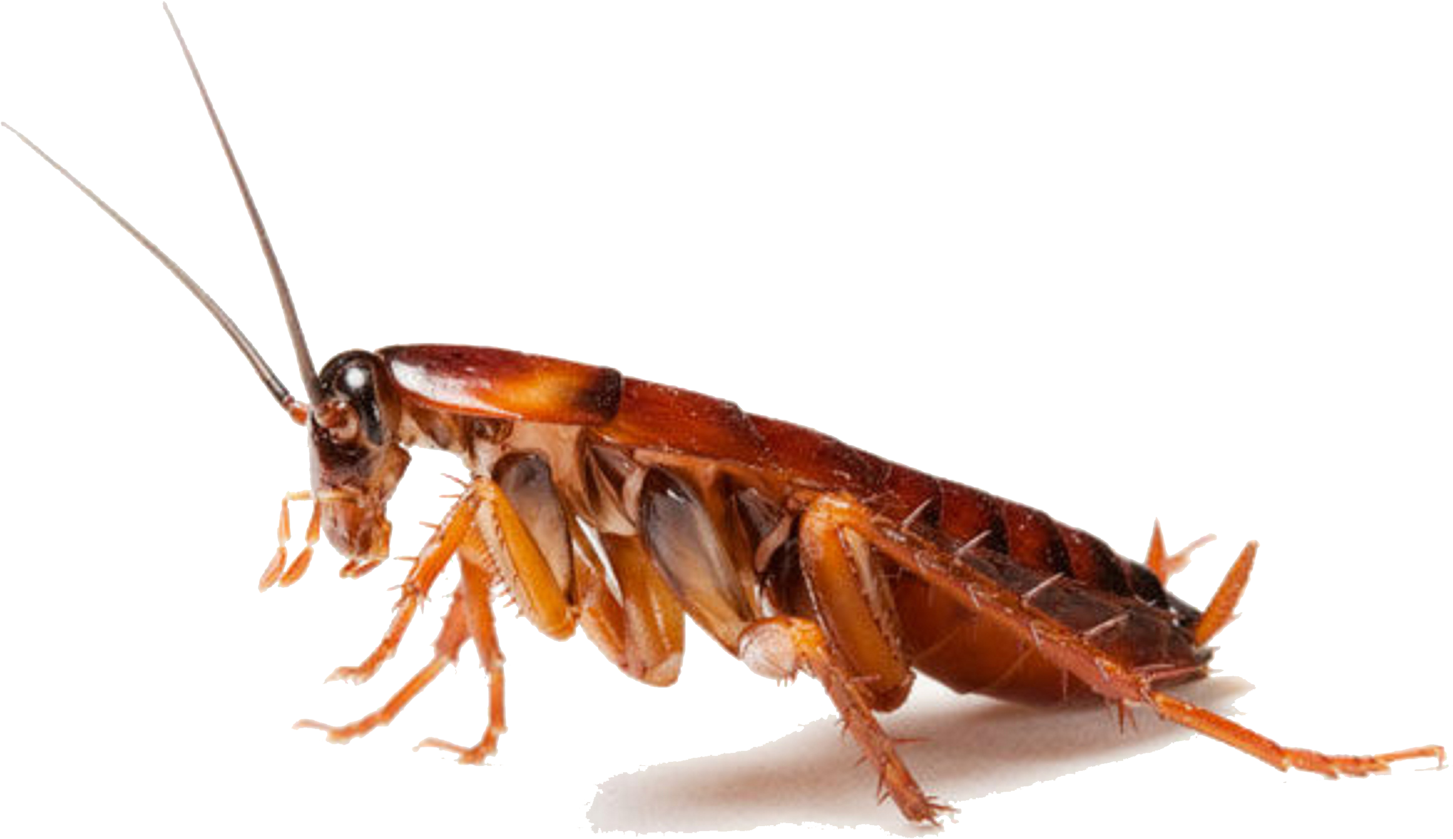 Download Cockroach Png Clipart - Cockroaches In Uae Transparent Png (3300x2165), Png Download