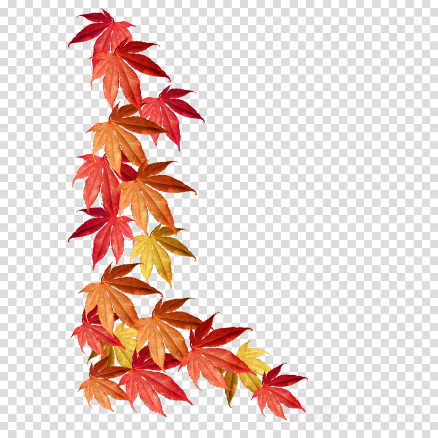 Leaf Autumn Tree Transparent Thanksgiving Border Transparent - Autumn Leaves Border Png Clipart (900x900), Png Download