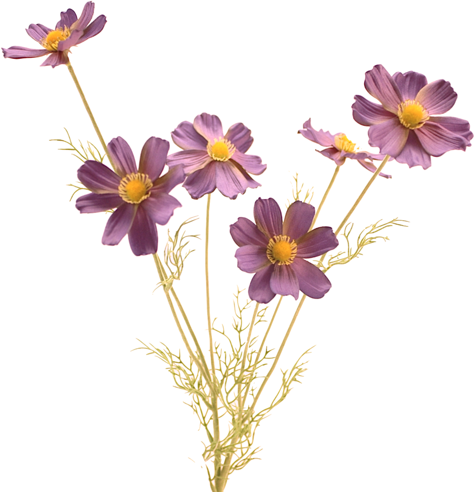 Cosmos Flower Png - Good Morning Angel Clipart (1024x1023), Png Download