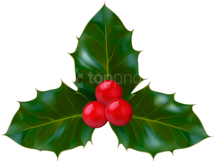 Free Png Christmas Holly Png - American Holly Clipart (850x646), Png Download