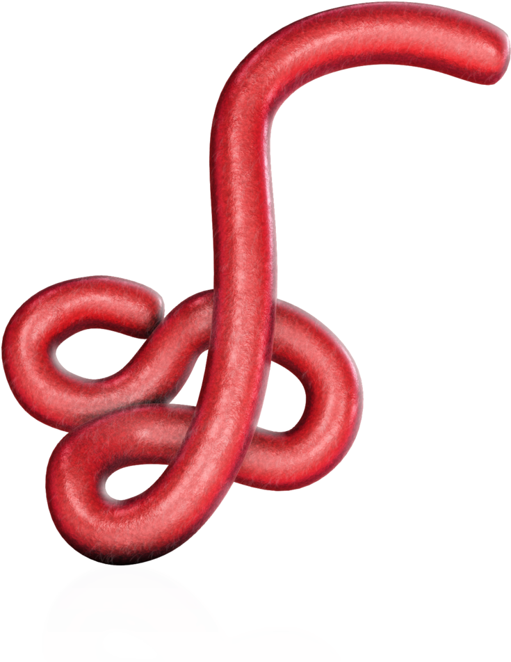 Ebola Virus - Western Slender Blind Snake Clipart (735x952), Png Download