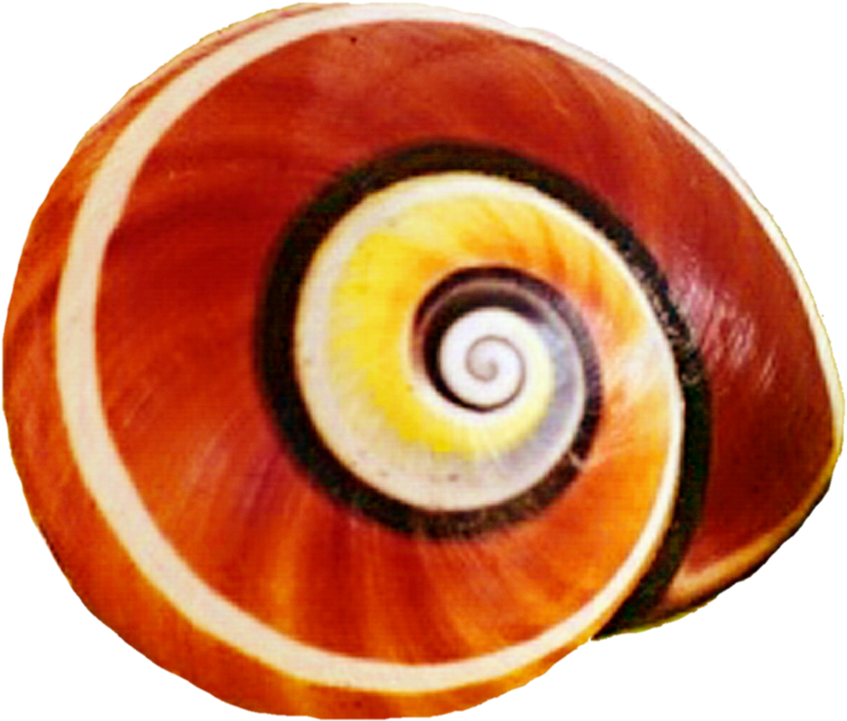 Snail Clipart Snail Shell - Snail Shell Clipart - Png Download (952x838), Png Download