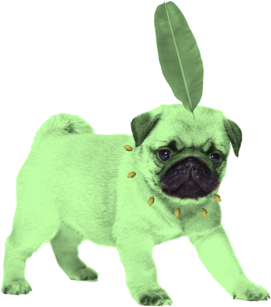 Pug Sticker Redbubble , Png Download - Imágenes De Perros Pug Para Fondo De Pantalla Clipart (880x997), Png Download