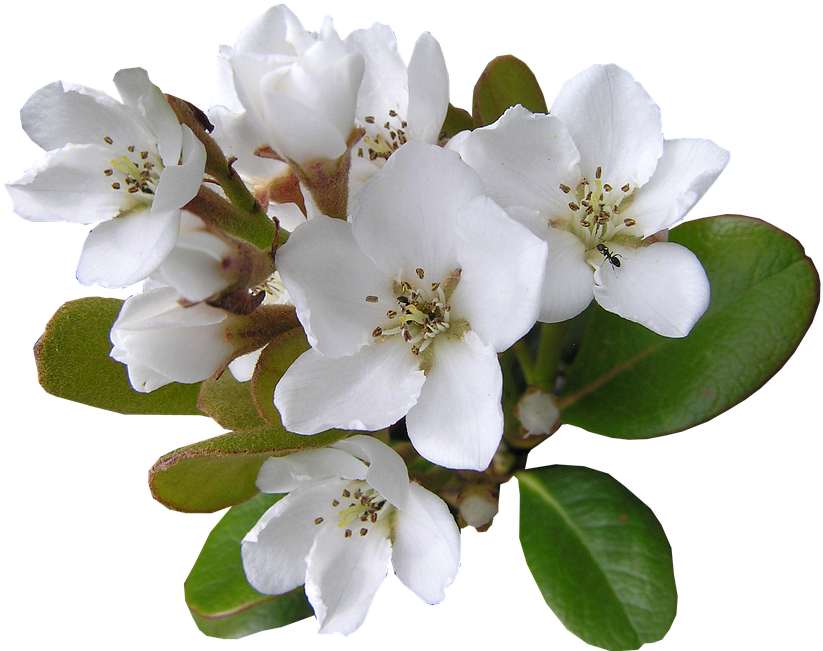 White, Flower, With, Ant Cut, Out - Flower Decoration Strip Clipart (823x651), Png Download