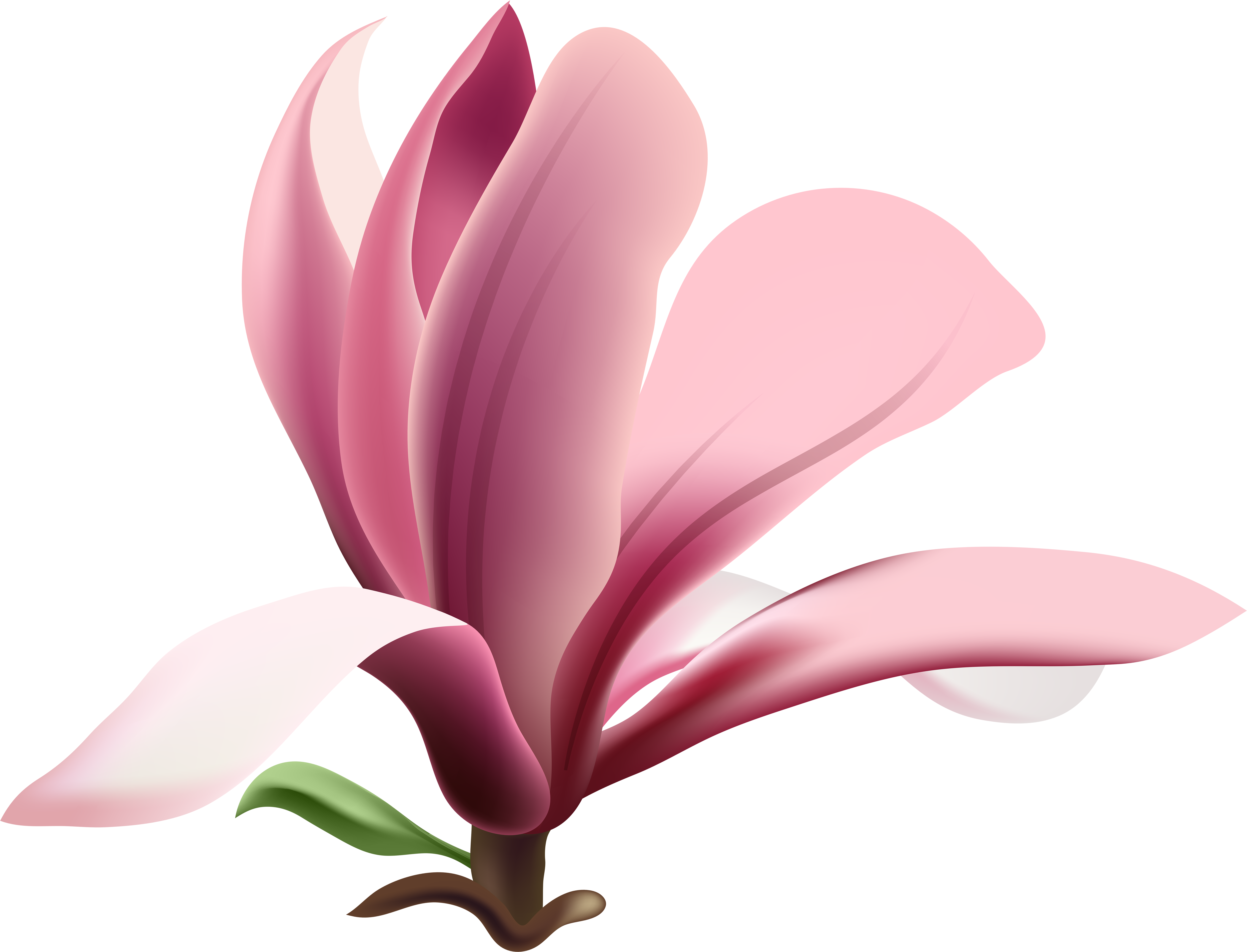 Image Transparent Magnolia Clipart - Png Download (8000x6163), Png Download