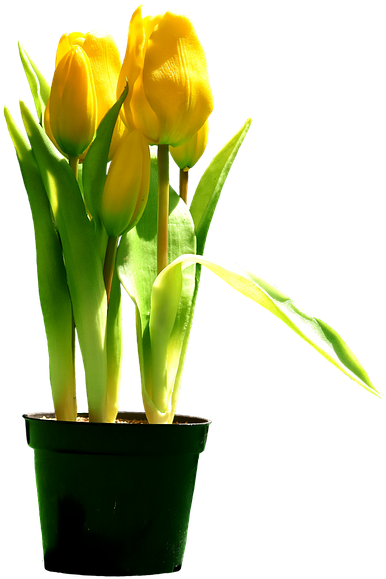 Free Photo Bloom Tulips Yellow Blossom Flowers Yellow - Tulipani Gialli Png Clipart (640x604), Png Download