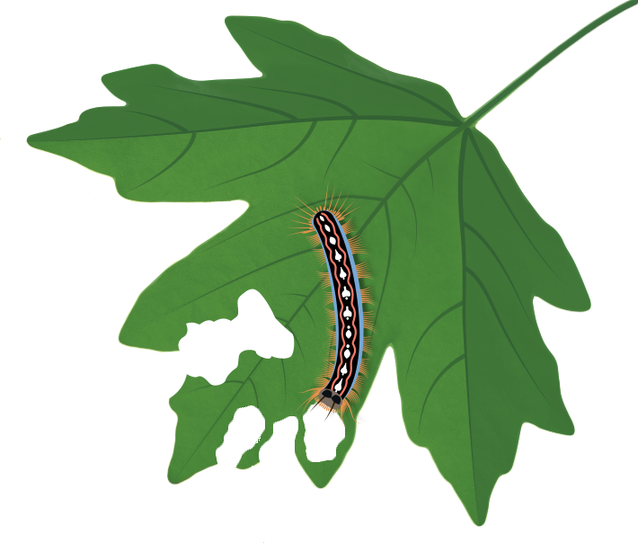 Join A Featured Campaign - Caterpillar Clipart (710x604), Png Download