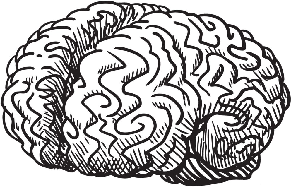Vector Brain Doodle Brain Sketch Clipart Large Size Png Image Pikpng