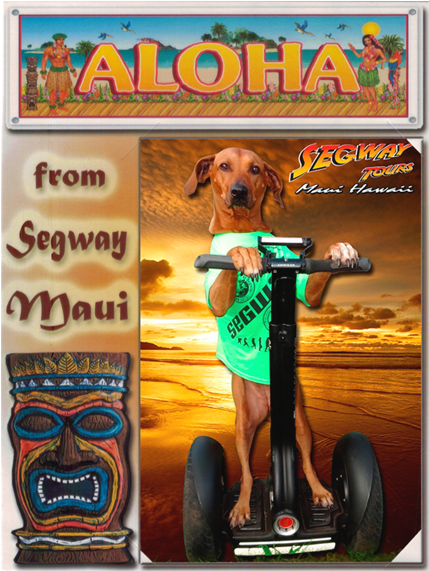 Framed Photo From Your Segway Tour In Lahaina - Companion Dog Clipart (600x600), Png Download