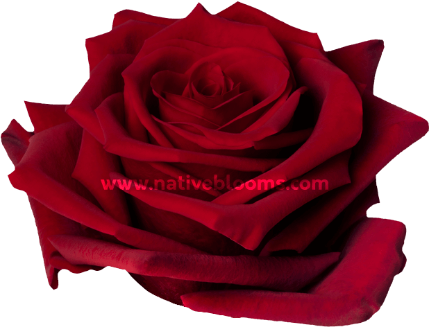 Explorer Roses - Ecuadorian Red Roses Clipart (666x696), Png Download