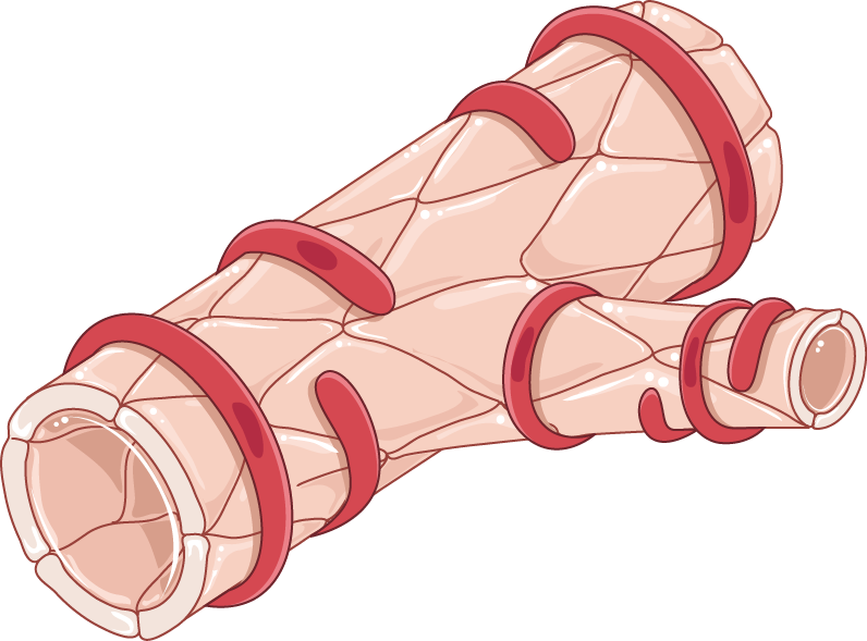 Download The Image - Smooth Muscle Cells Arterioles Clipart (796x589), Png Download
