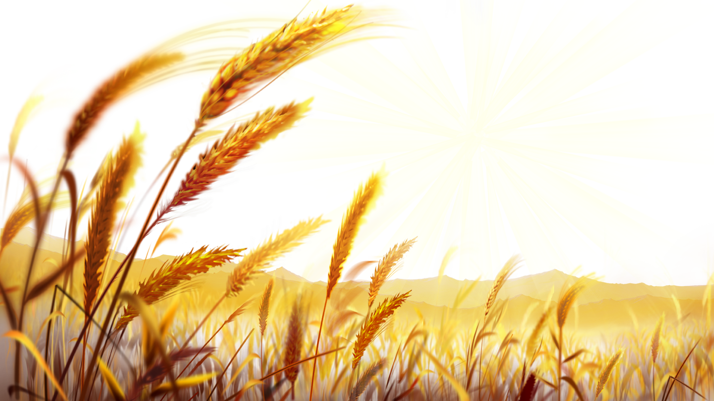 Pizza Food Dough - Wheat Field Png Clipart (1440x810), Png Download