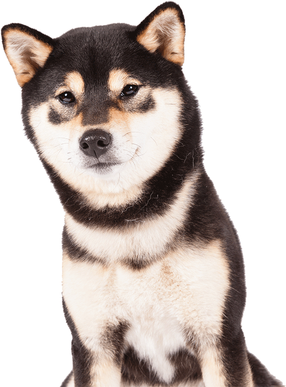 A Shiba Inu - Black Shiba Inu Png Clipart (1170x780), Png Download