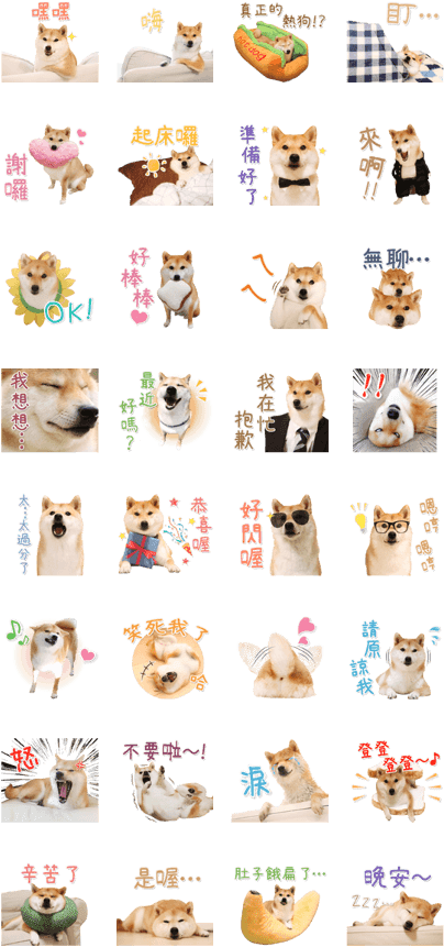Shiba Inu Daifuku - Domestic Short-haired Cat Clipart (420x897), Png Download