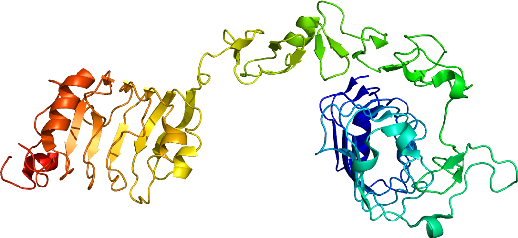 Protein Igf1r Pdb 1igr - Igf 1 Structure Clipart (1113x539), Png Download