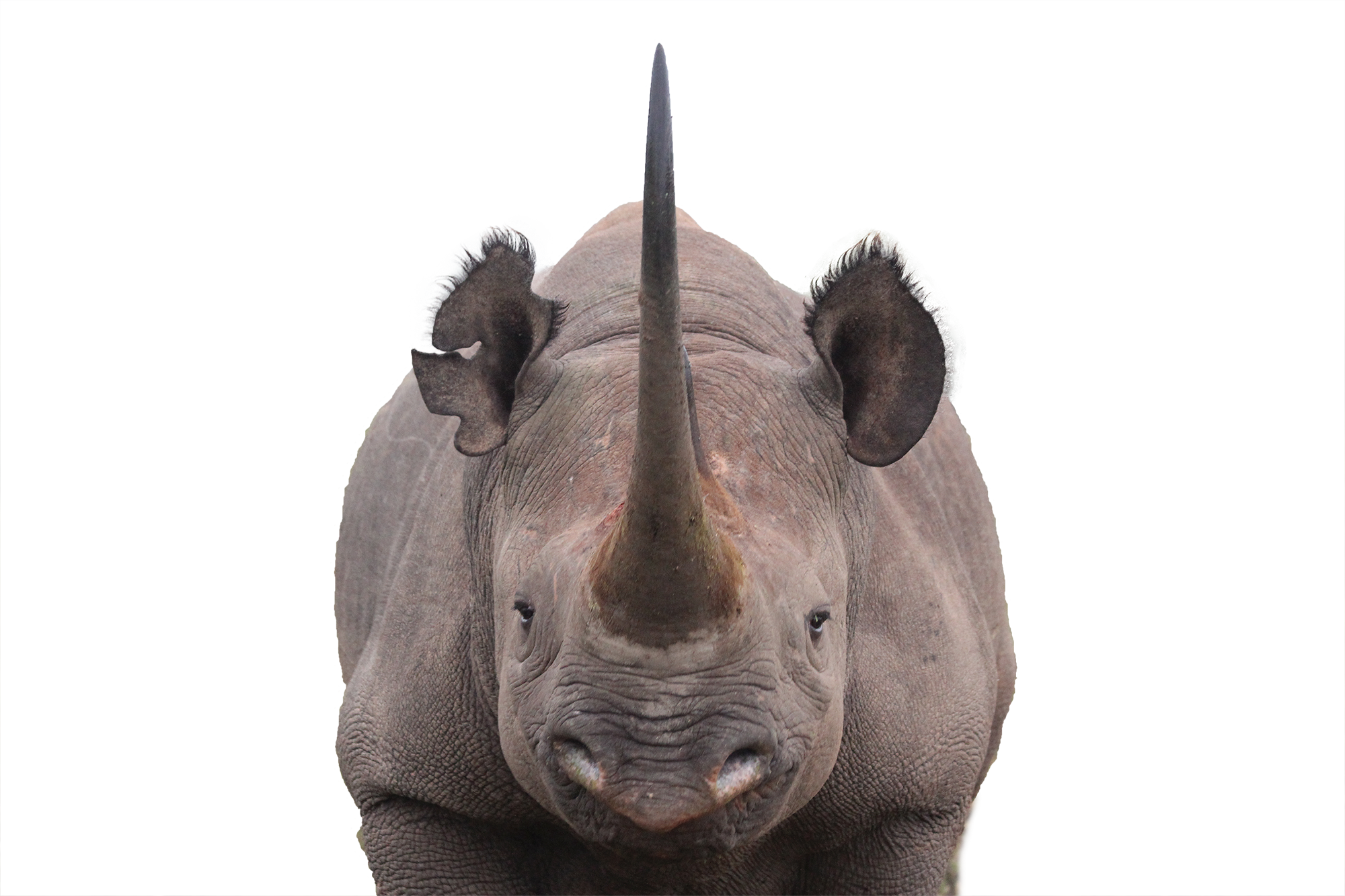 Horns Png Namibia - Rhino Png Clipart (2000x1333), Png Download