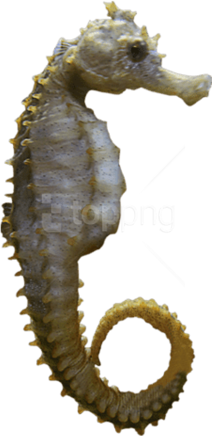 Free Png Download Seahorse Sideview Png Images Background - Sea Horse Png Clipart (480x942), Png Download