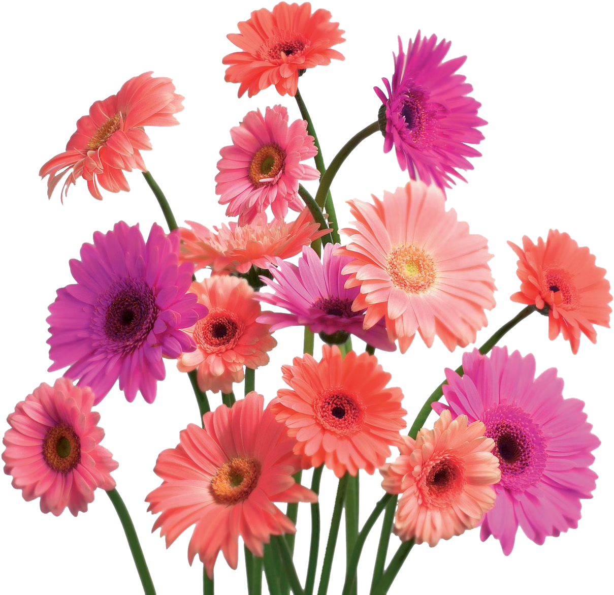 Flowers Wallpapers Png Clipart (1600x1200), Png Download