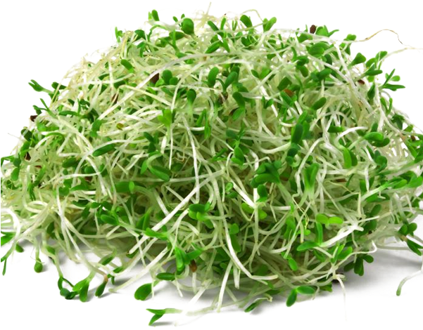 Download Png Image Report - Alfalfa Planta Medicinal Clipart (600x550), Png Download