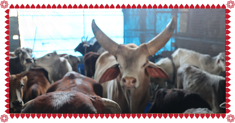 Protection & Conservation Of Indian Indigenous Cow - Herd Clipart (800x421), Png Download