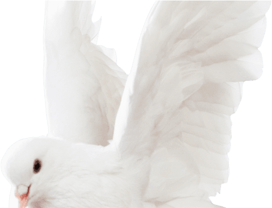 Cockatoo Clipart (804x422), Png Download